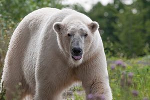 Ours polaire : Zoo de Blijdorp
