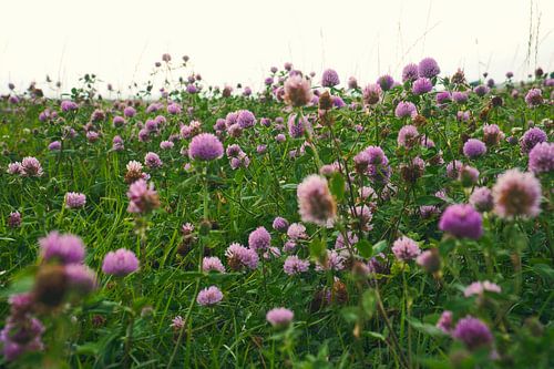 Klaverbloemen in een weide. Bloemenweide in groen en roze.