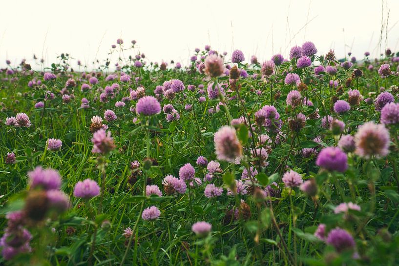 Klaverbloemen in een weide. Bloemenweide in groen en roze. van Martin Köbsch