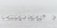 Sanderlings on the beach