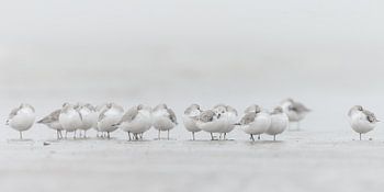 Sanderlinge am Strand