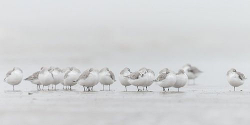 Sanderlings on the beach