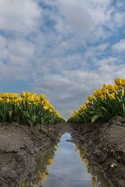 Tulipes jaunes avec reflet sur Patrick Verhoef