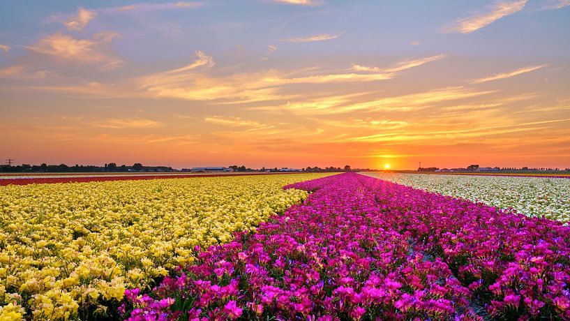 colourful flower field of fesias at a sunset by eric van der eijk