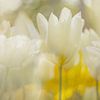 Weiße Tulpen Party von Andy Luberti