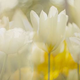 Witte tulpen feest van Andy Luberti