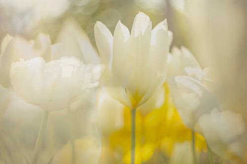 Witte tulpen feest van Andy Luberti