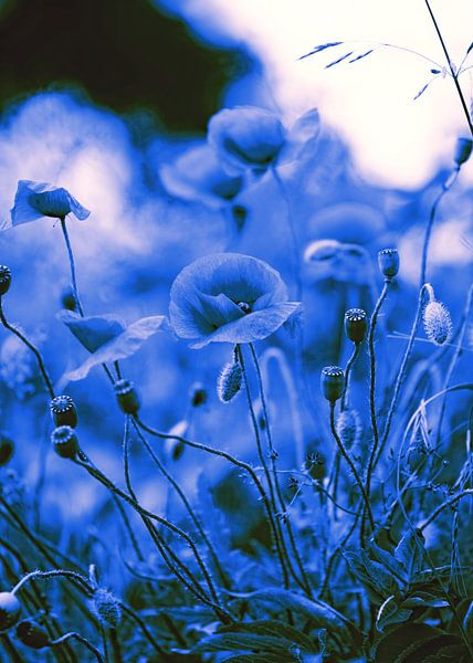 Poppy beeld in Blue von Falko Follert