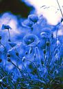 Poppy beeld in Blue von Falko Follert Miniaturansicht