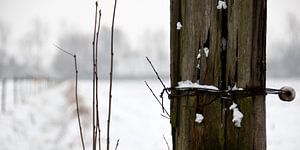 Fence in the snow
