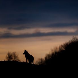 fox on the lookout by Pim Leijen