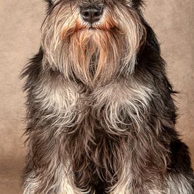 Schnauzer sur Tony Wuite