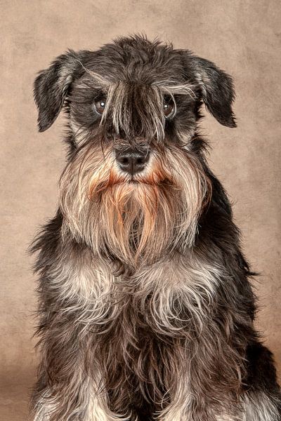 Schnauzer van Tony Wuite