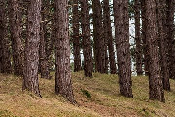 Bomen Amsterdamse Waterleidingduinen van Merijn Loch