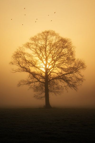 Zon achter de boom van Martin Podt