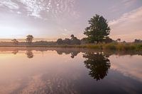 reflectie van een grote boom in het water
