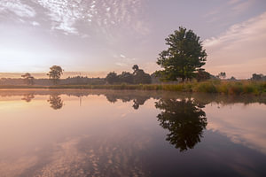 Spiegelung eines großen Baumes im Wasser