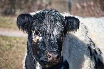 Une vue de la tête d'une magnifique vache' sur Andreas Völkel