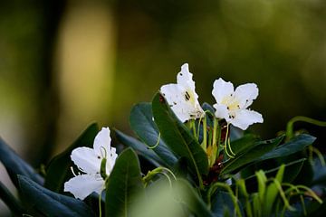 White rhododendrons