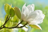 Magnolia