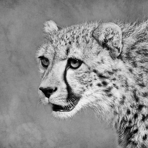 Zwart-wit portret van een cheeta