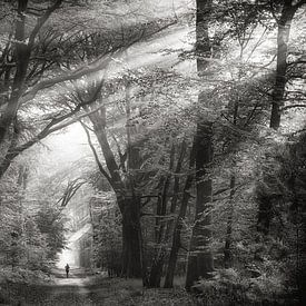 Promenade en forêt avec des rayons de soleil sur Awesome Wonder