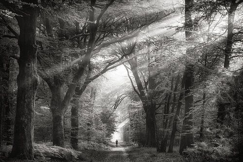 Forest walk with sunrays by Awesome Wonder