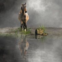 Horses