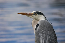 Reiher von Anita Abbink