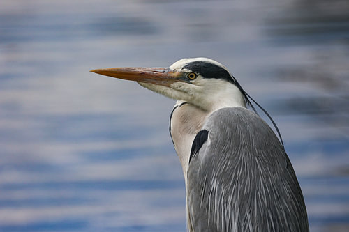 Reiher