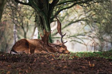Damhert slaapt in het bos onder een boom van Jolanda Aalbers