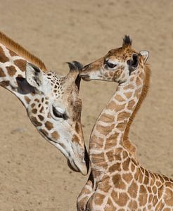 giraf von anja voorn