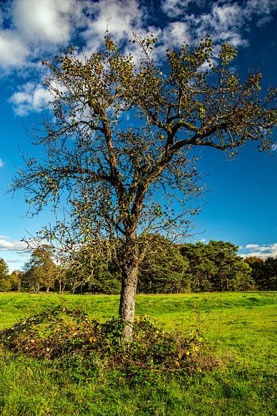 Summer day in the Schwanheim dunes by Thomas Riess