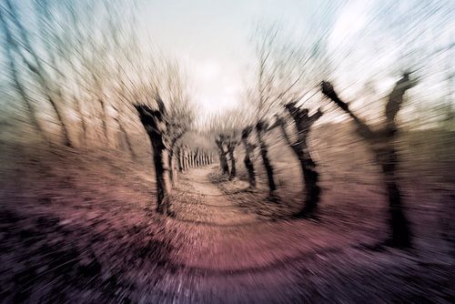 Met hoge snelheid door het Knotwilglaantje