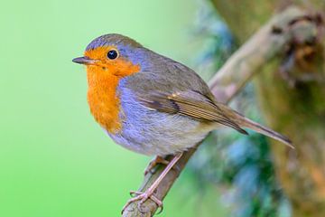 Robin sitting on a branch with a green background by Sjoerd van der Wal Photography