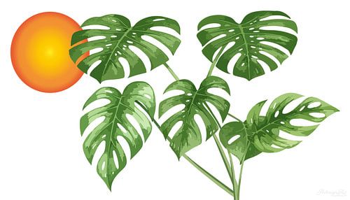 Monstera in warm zonlicht