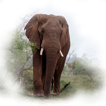 Elefant im Krüger-Park