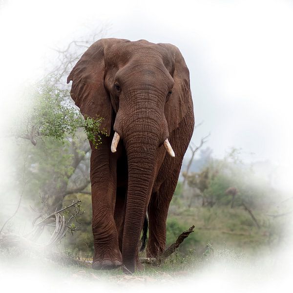 Olifant in het Krugerpark van Petra Lakerveld