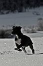 Puppy Greyster van Brenda Gonzalez thumbnail