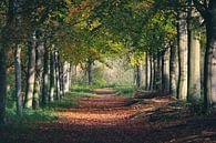 Chemin forestier en automne par Sharona de Wolf Aperçu