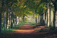 Forest path in autumn