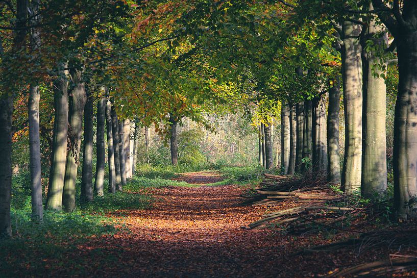 Chemin forestier en automne par Sharona de Wolf