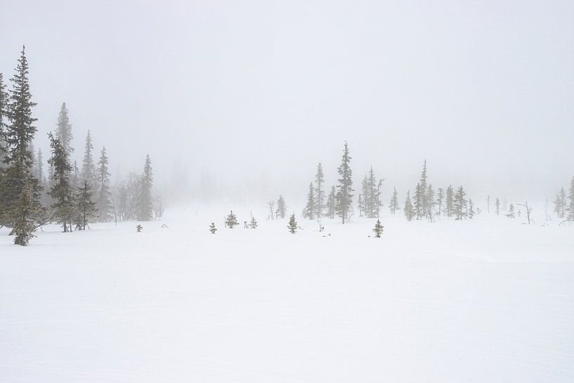 A misty day in Swedish Lapland by Kelly De Preter