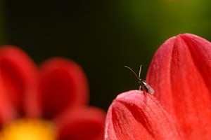 Vliegje kijkt uit over dahlia von Rafael Delaedt