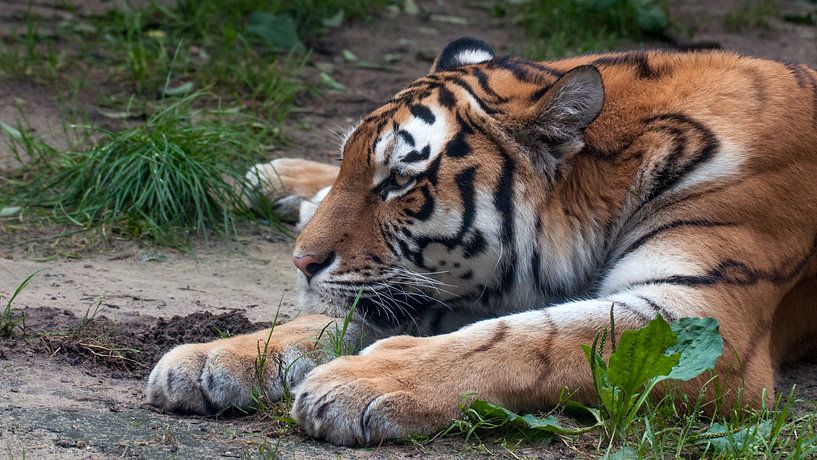 Tigre de Sibérie : Parc animalier d'Amersfoort par Loek Lobel