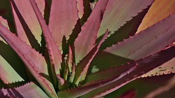 Aloe cameronii van Timon Schneider