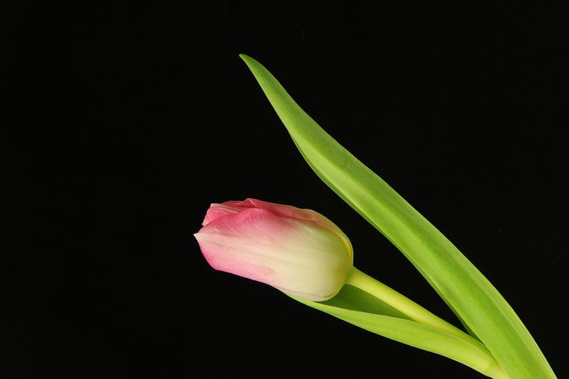 Roze tulp by Marieke Borst