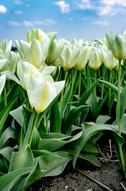 SONY DSC by Art Through the Lens