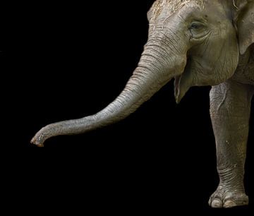 Elephant by Hennie Zeij