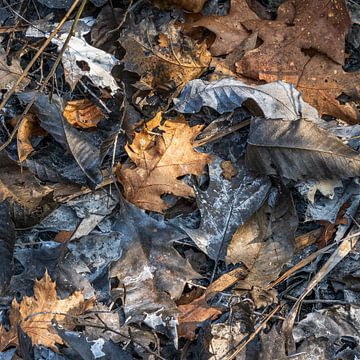 Bladeren de winter overleefd van Eugene Winthagen